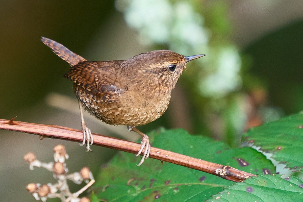 střízlík pacifický - ML646550779