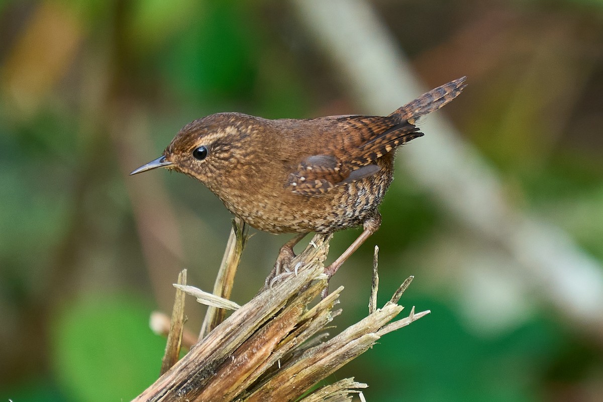 střízlík pacifický - ML646550780