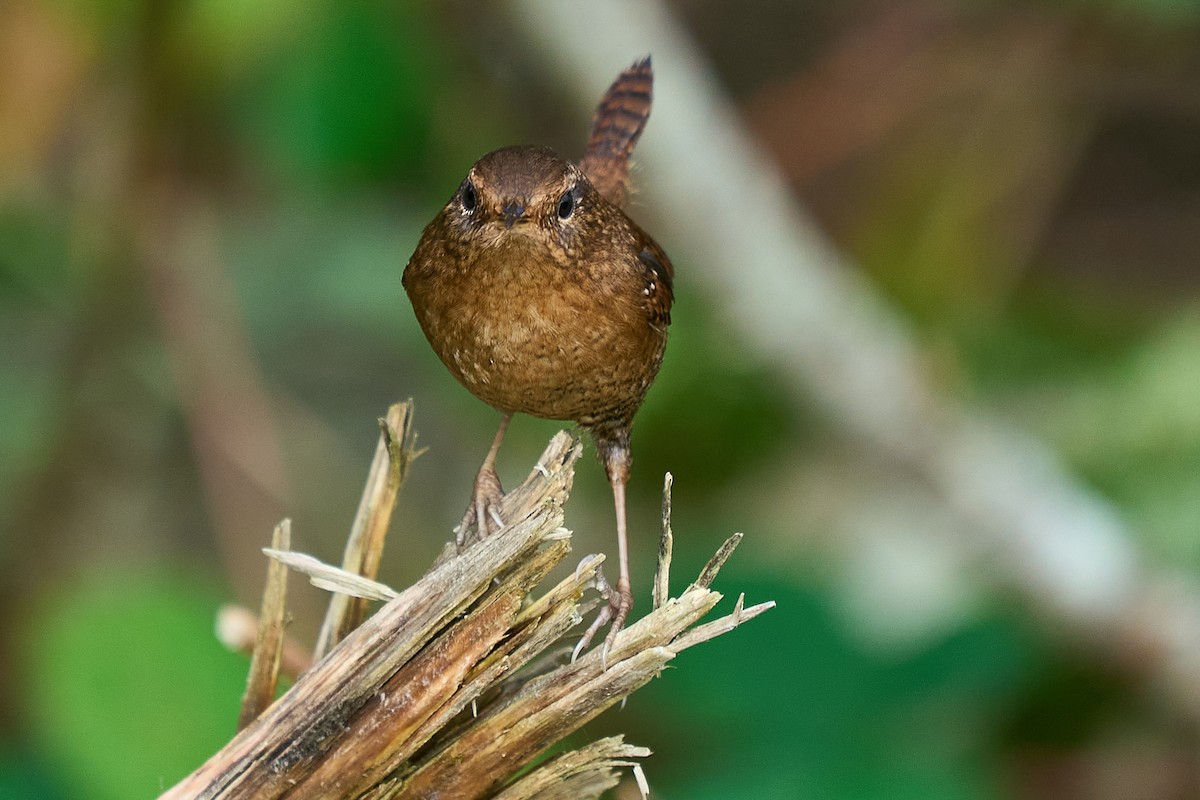 střízlík pacifický - ML646550781