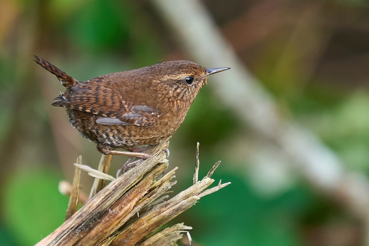 střízlík pacifický - ML646550782