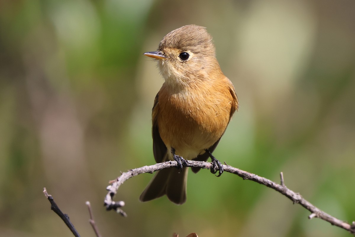 Orangebrust-Schnäppertyrann - ML646550783