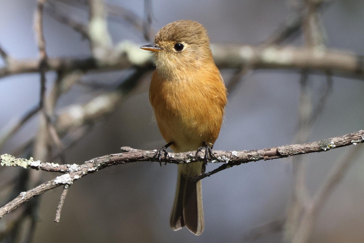 Orangebrust-Schnäppertyrann - ML646550784