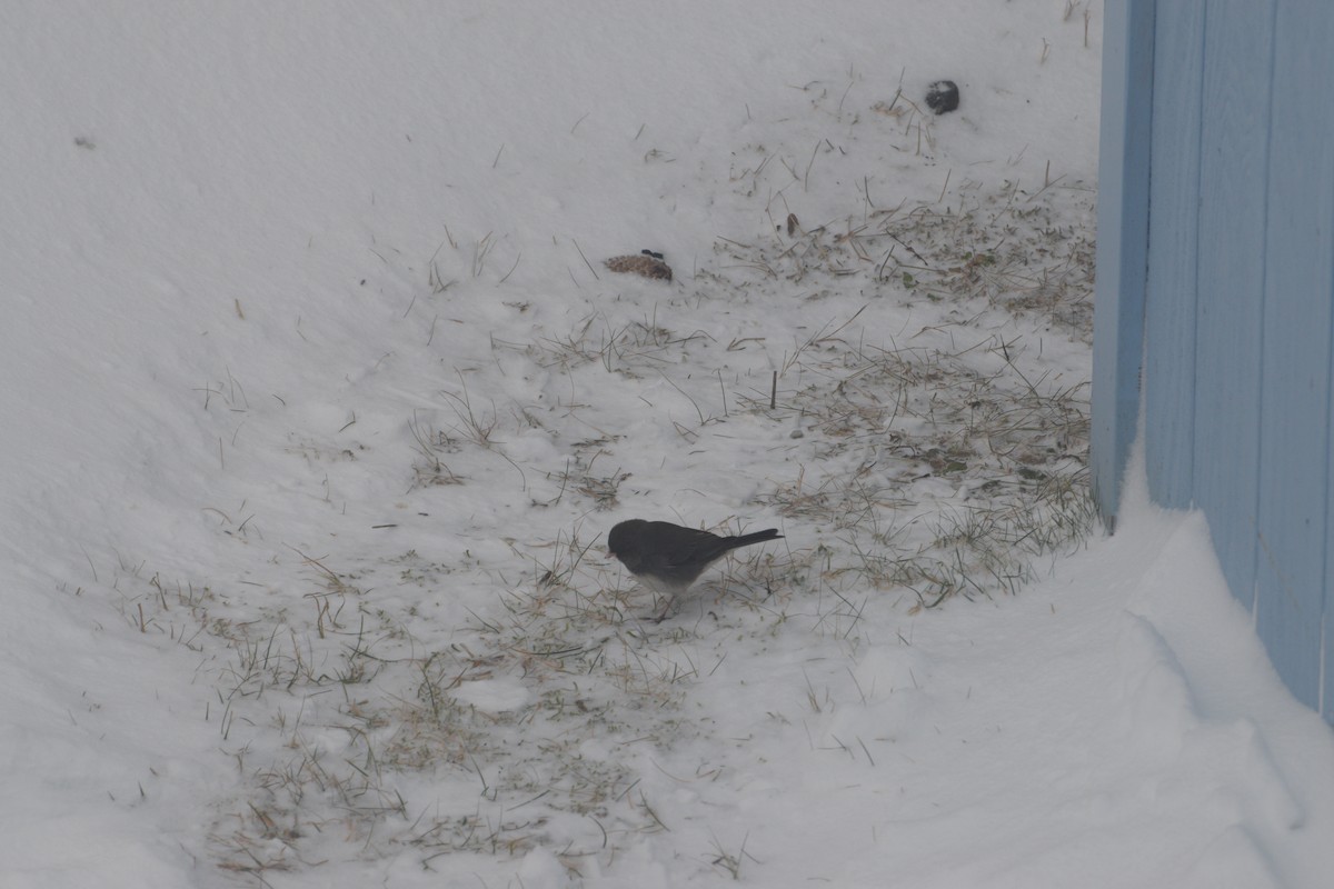 Dark-eyed Junco - ML646550787