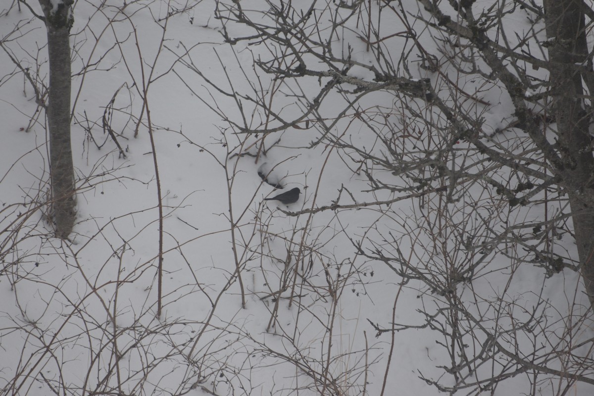 Dark-eyed Junco - ML646550788