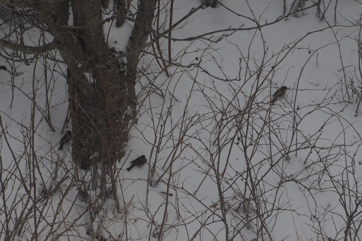 Dark-eyed Junco - ML646550789