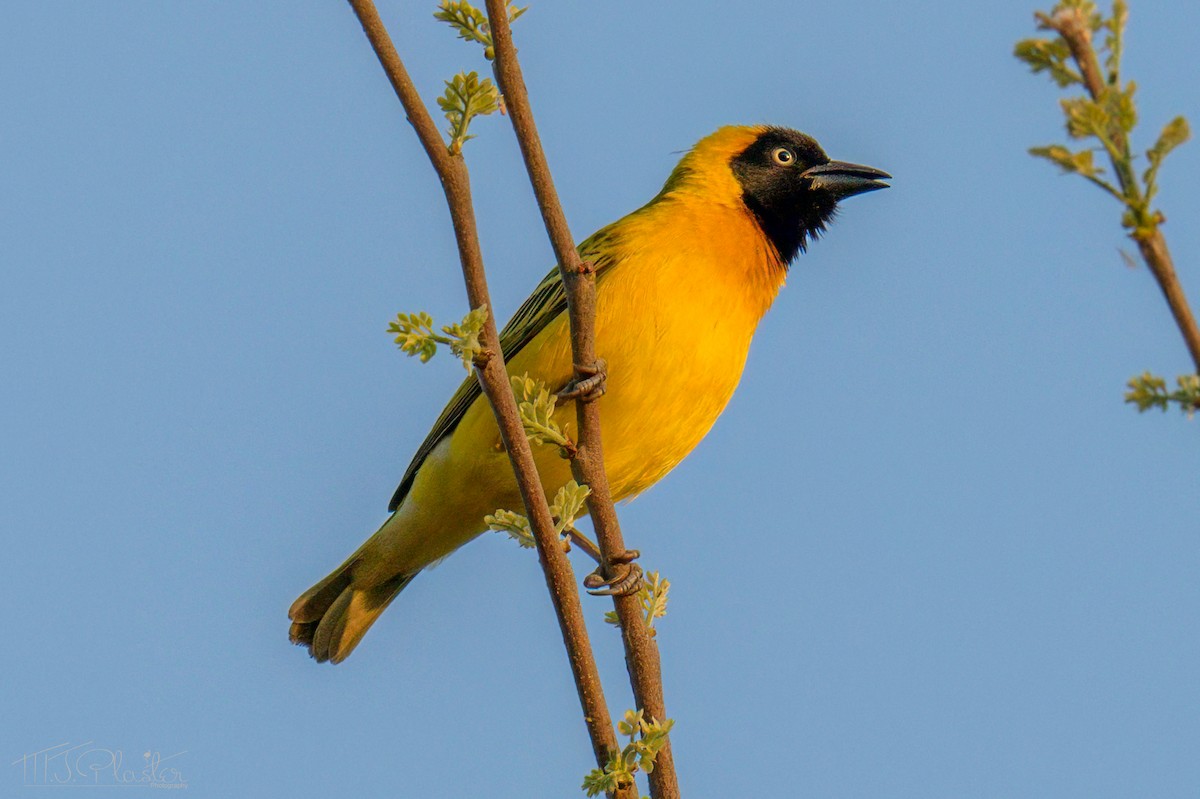 Lesser Masked-Weaver - ML646550793