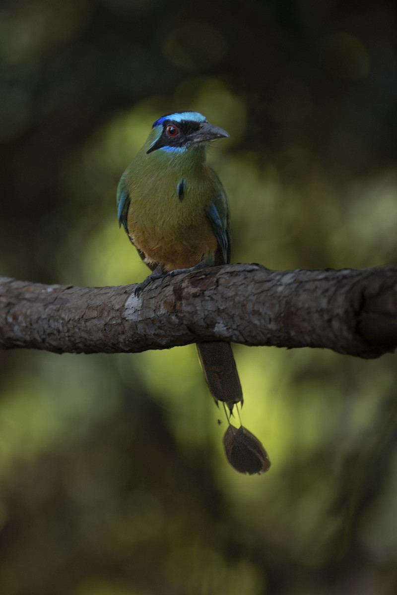 Amazonian Motmot - ML646550796