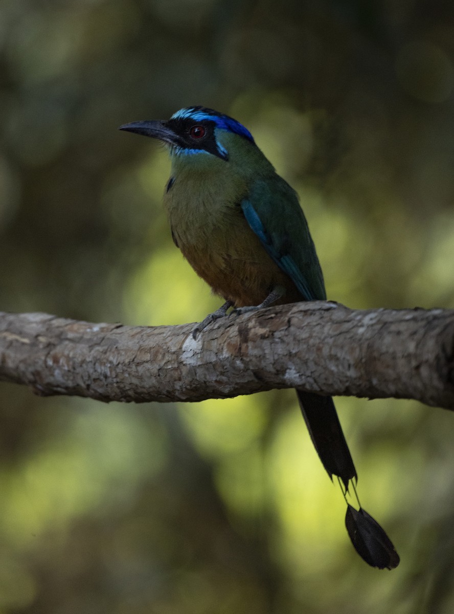 Amazonian Motmot - ML646550797