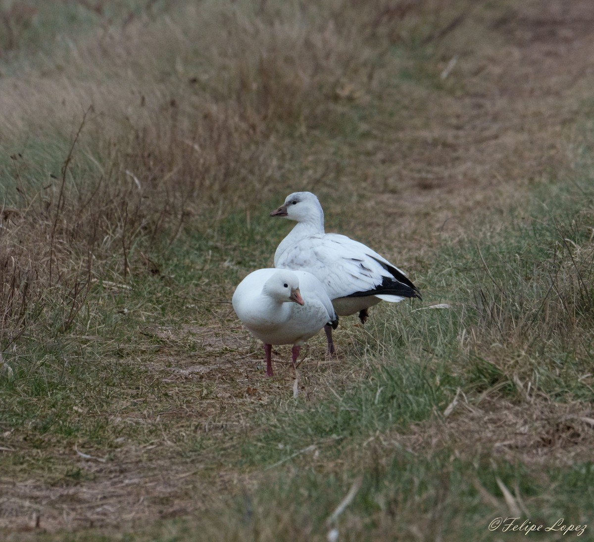 Ross's Goose - ML646550799