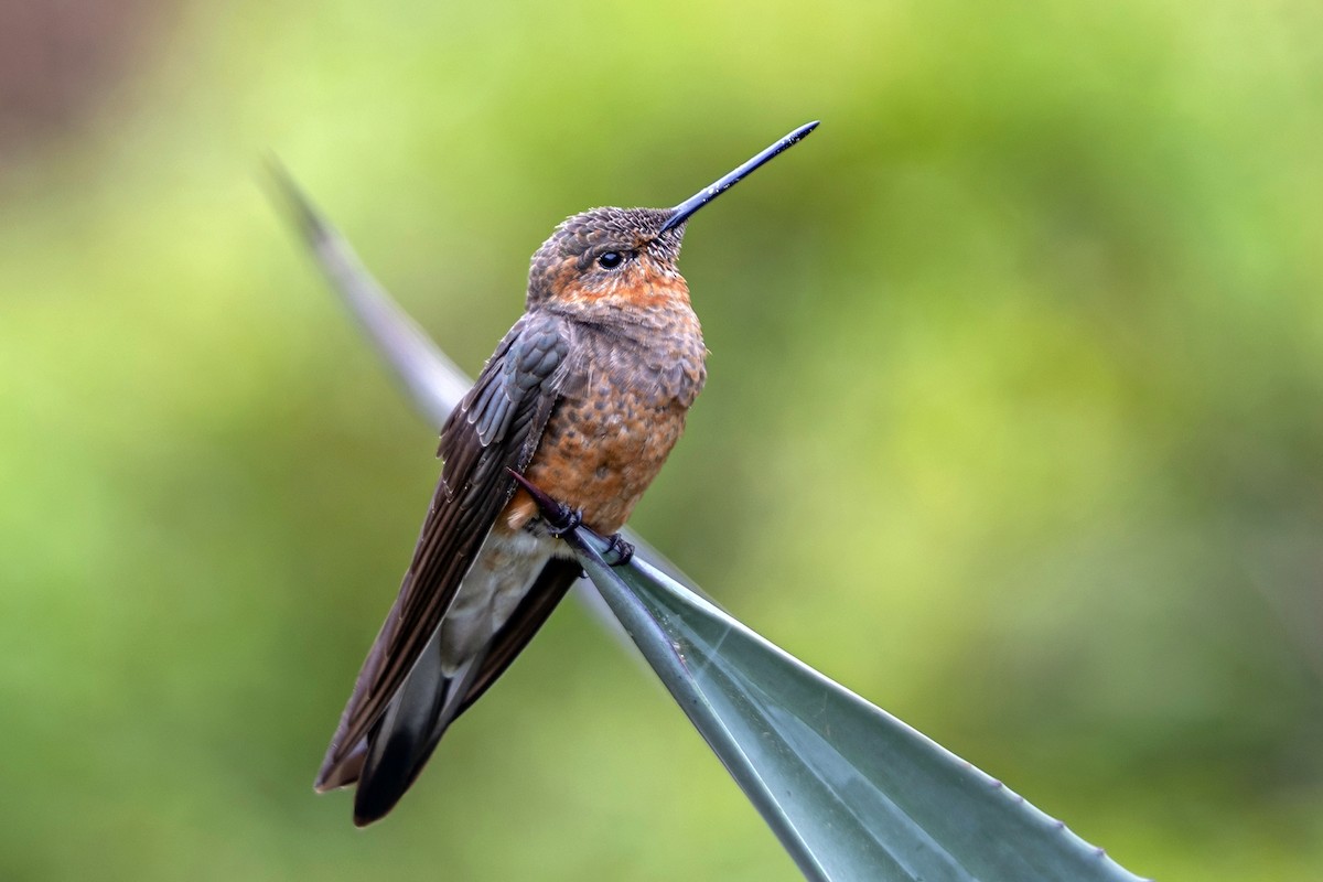 kolibřík velký - ML646550800