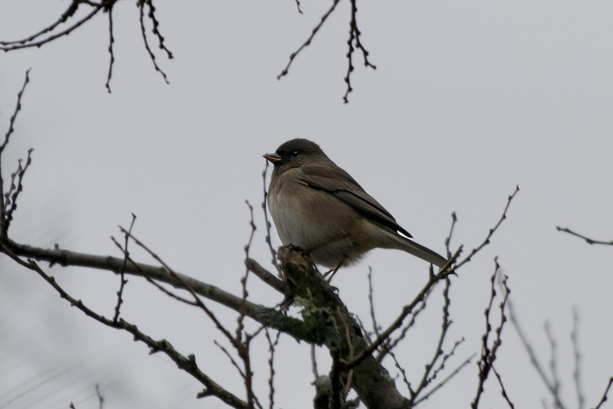 Dark-eyed Junco - ML646550801