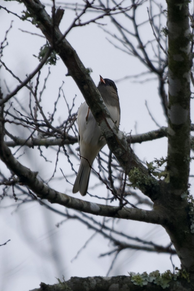 Dark-eyed Junco - ML646550802