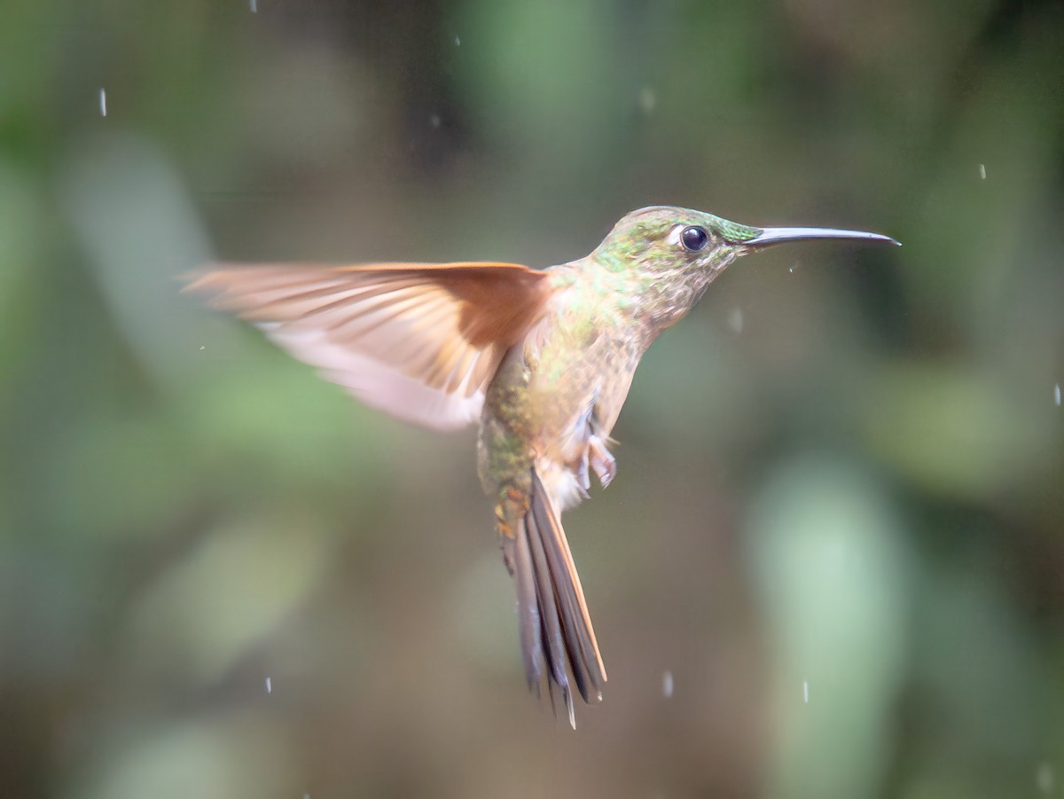 Brillante Pechigamuza - ML646550803