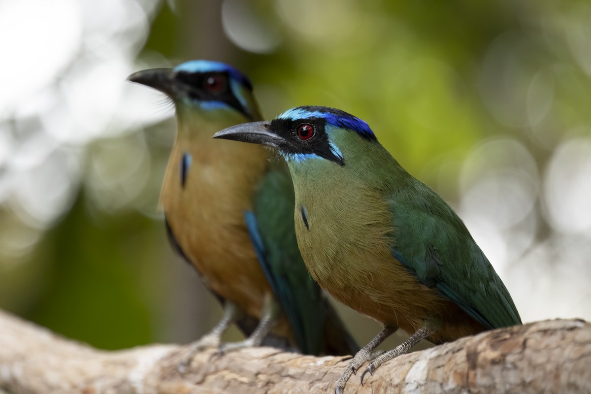 Amazonian Motmot - ML646550804