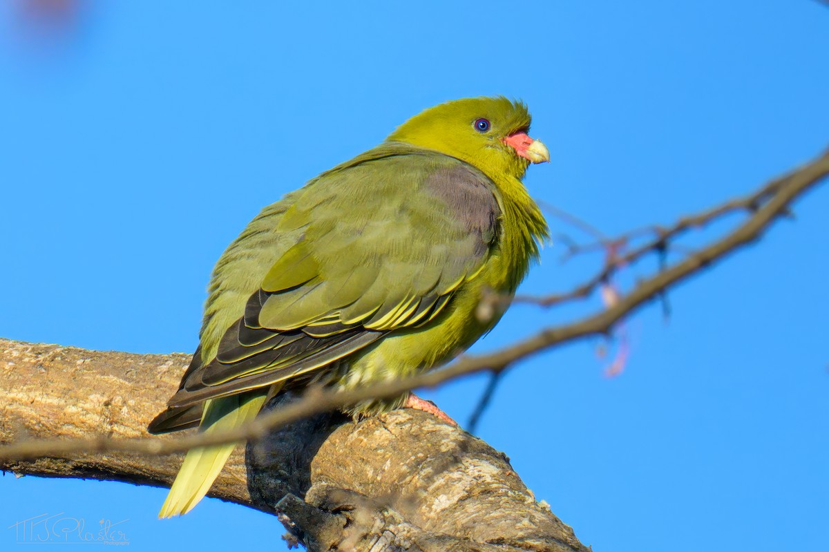 African Green-Pigeon (African) - ML646550805