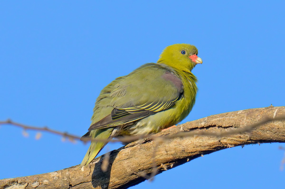 African Green-Pigeon (African) - ML646550806