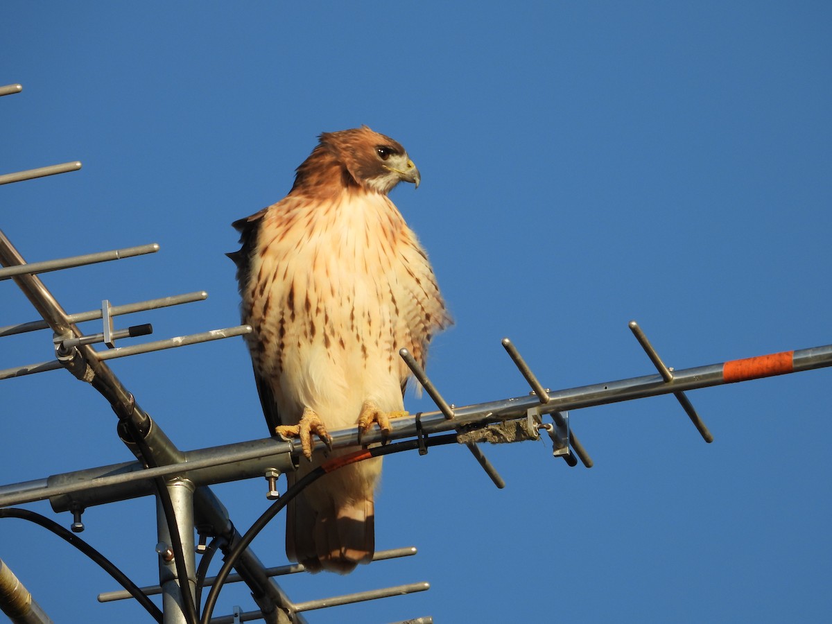 Red-tailed Hawk - ML646550807