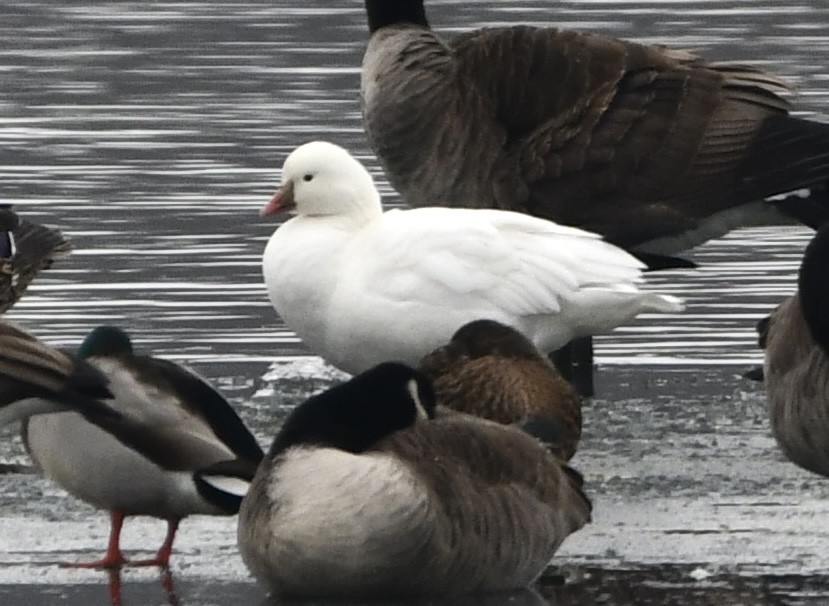 Ross's Goose - ML646550810