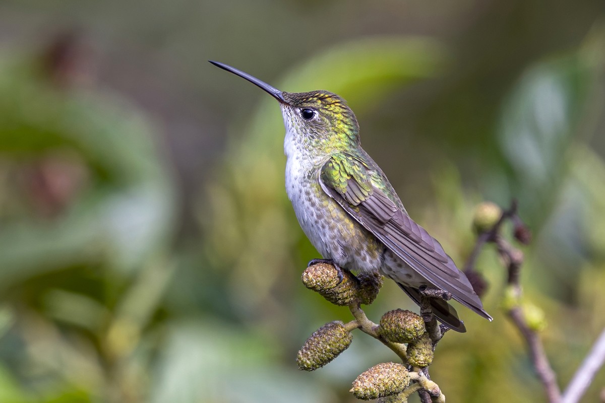 Green-and-white Hummingbird - ML646550812