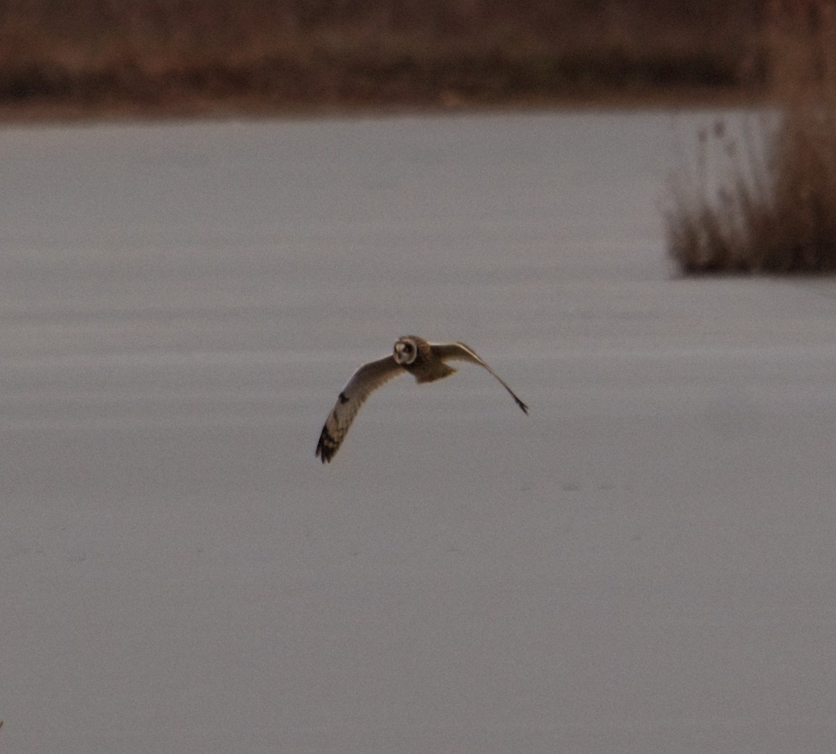 Short-eared Owl - ML646550813
