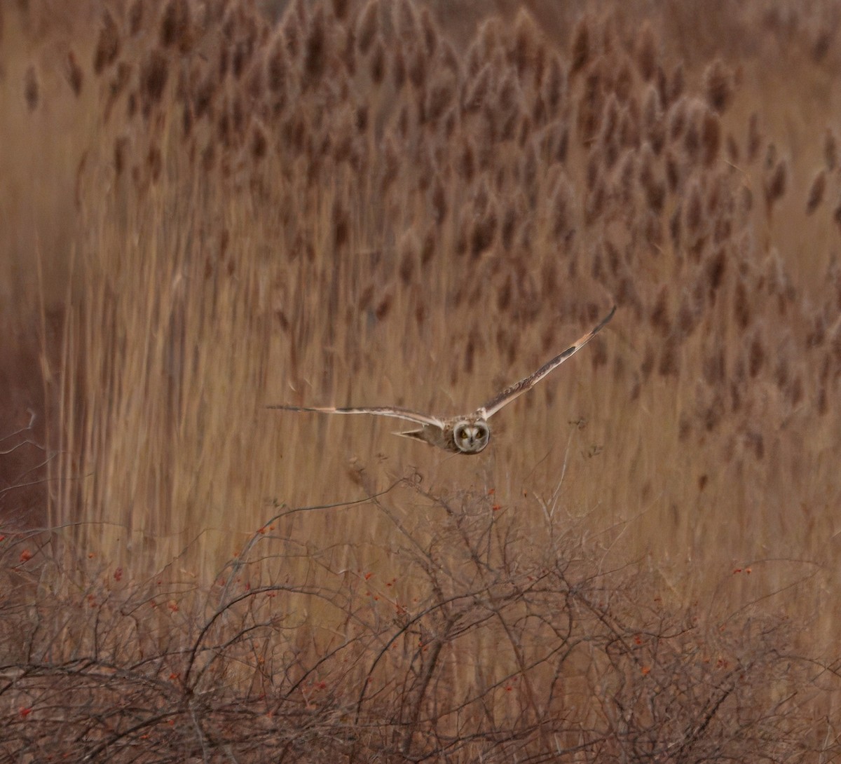 Short-eared Owl - ML646550814