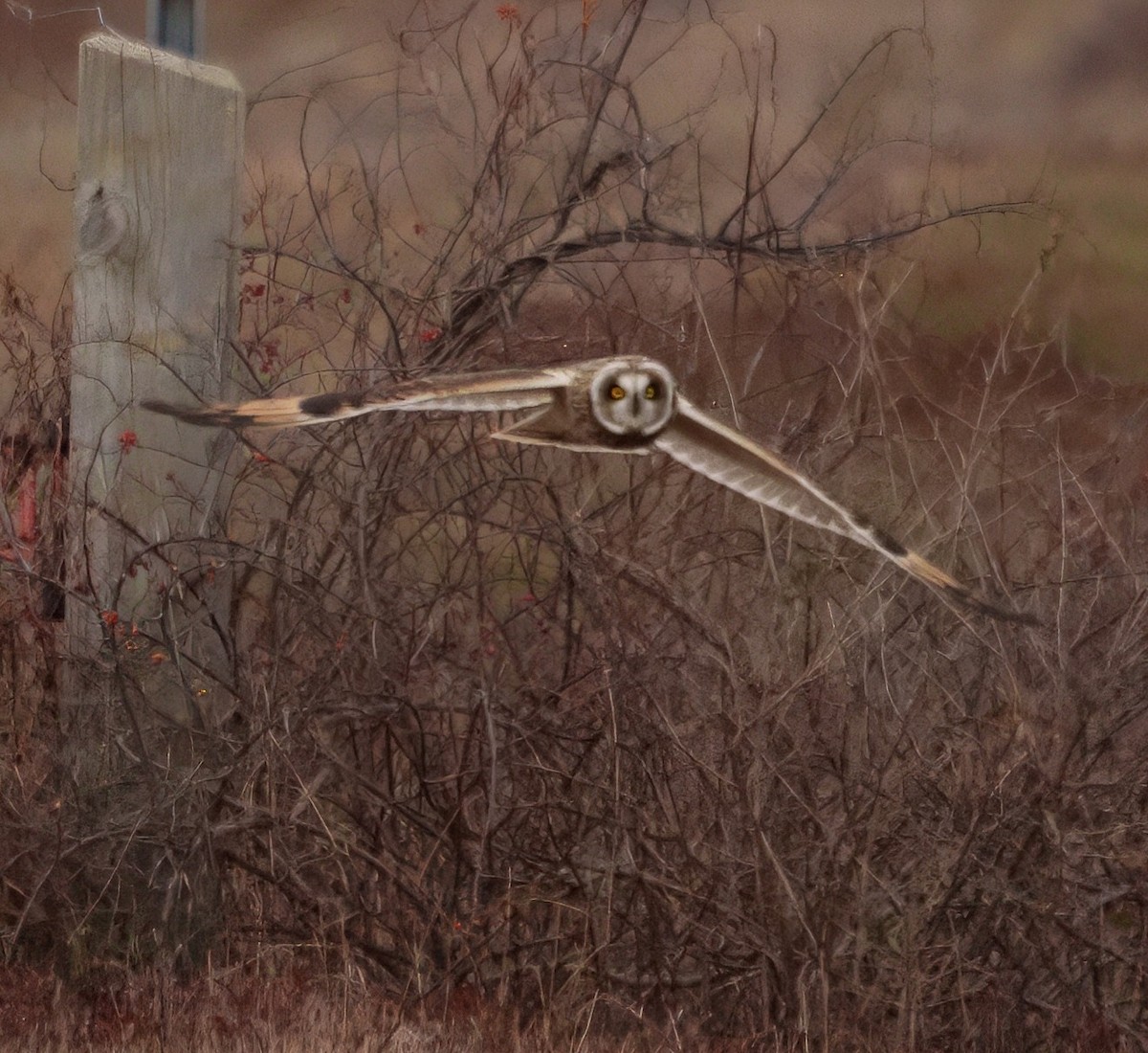 Short-eared Owl - ML646550815