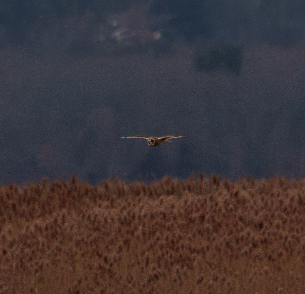 Short-eared Owl - ML646550816
