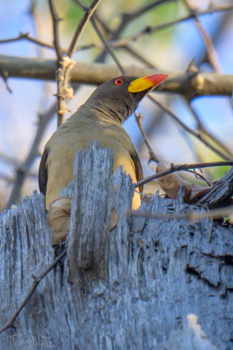 Yellow-billed Oxpecker - ML646550817