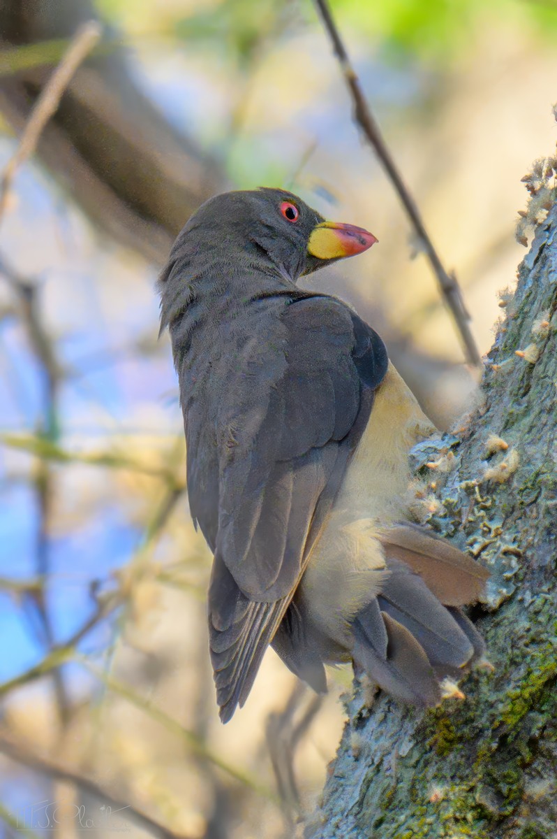 Yellow-billed Oxpecker - ML646550818
