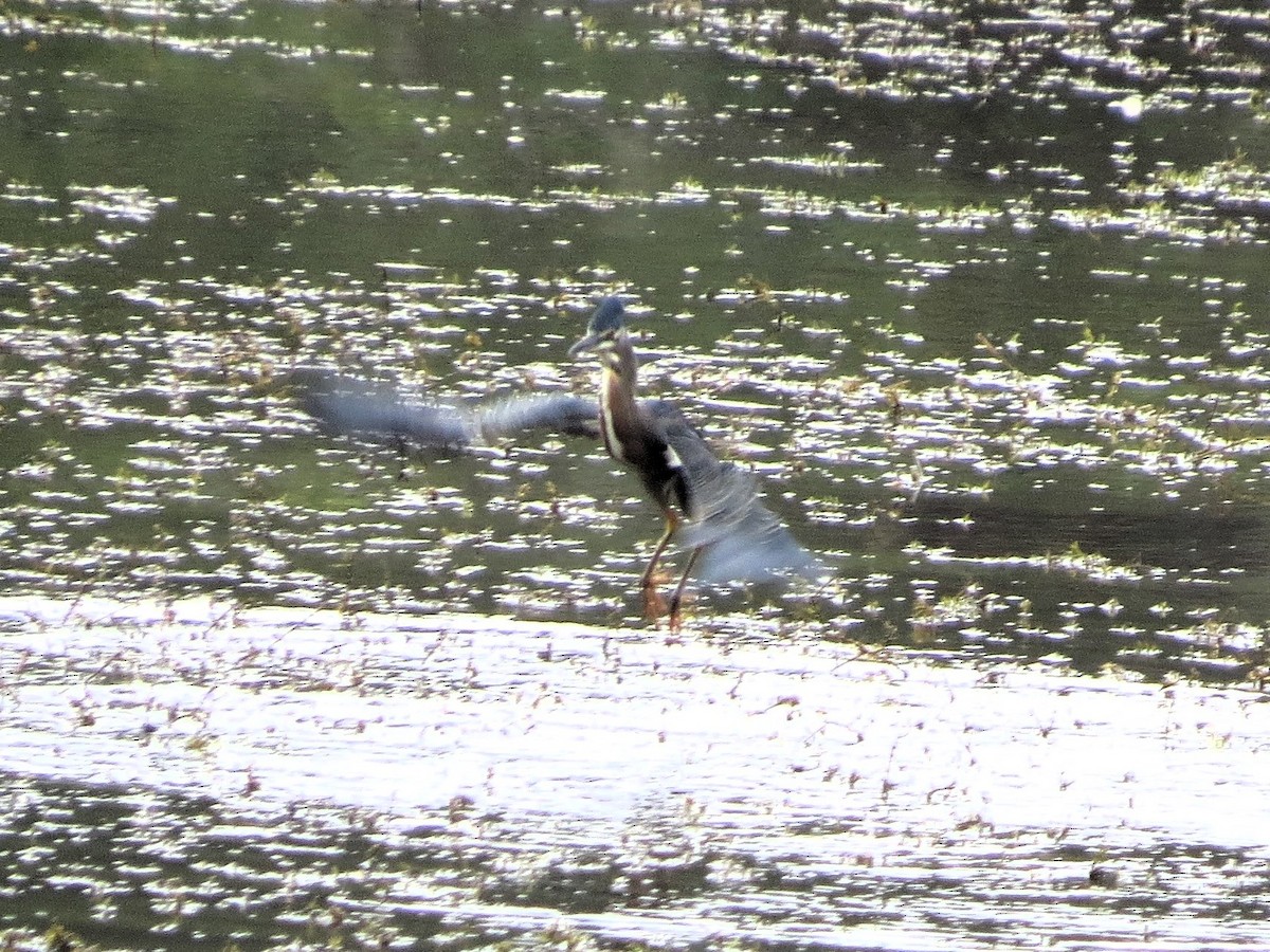 Great Blue Heron - ML646550819