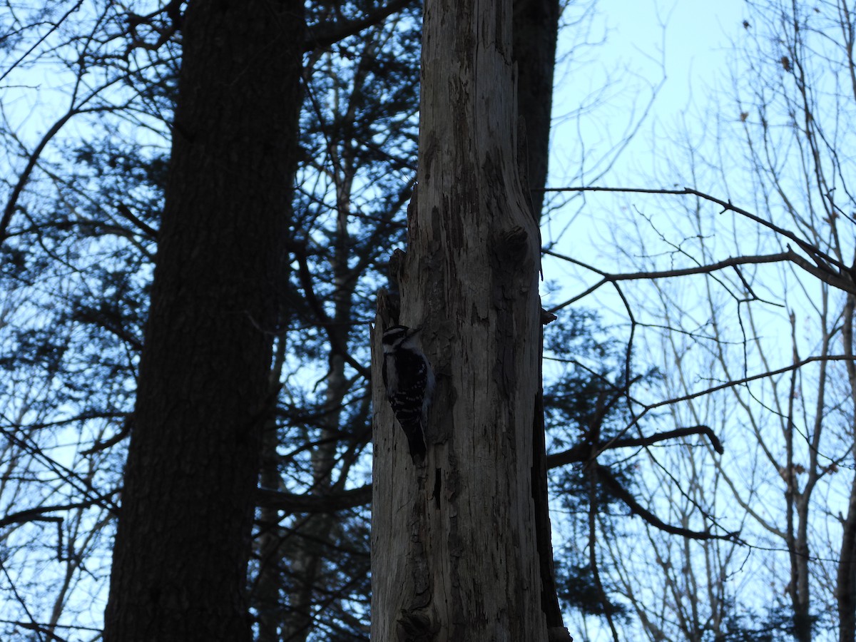 Downy Woodpecker - ML646550821