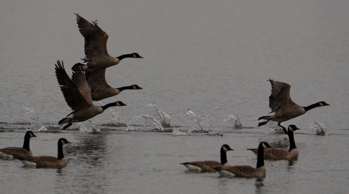 Canada Goose - ML646550828