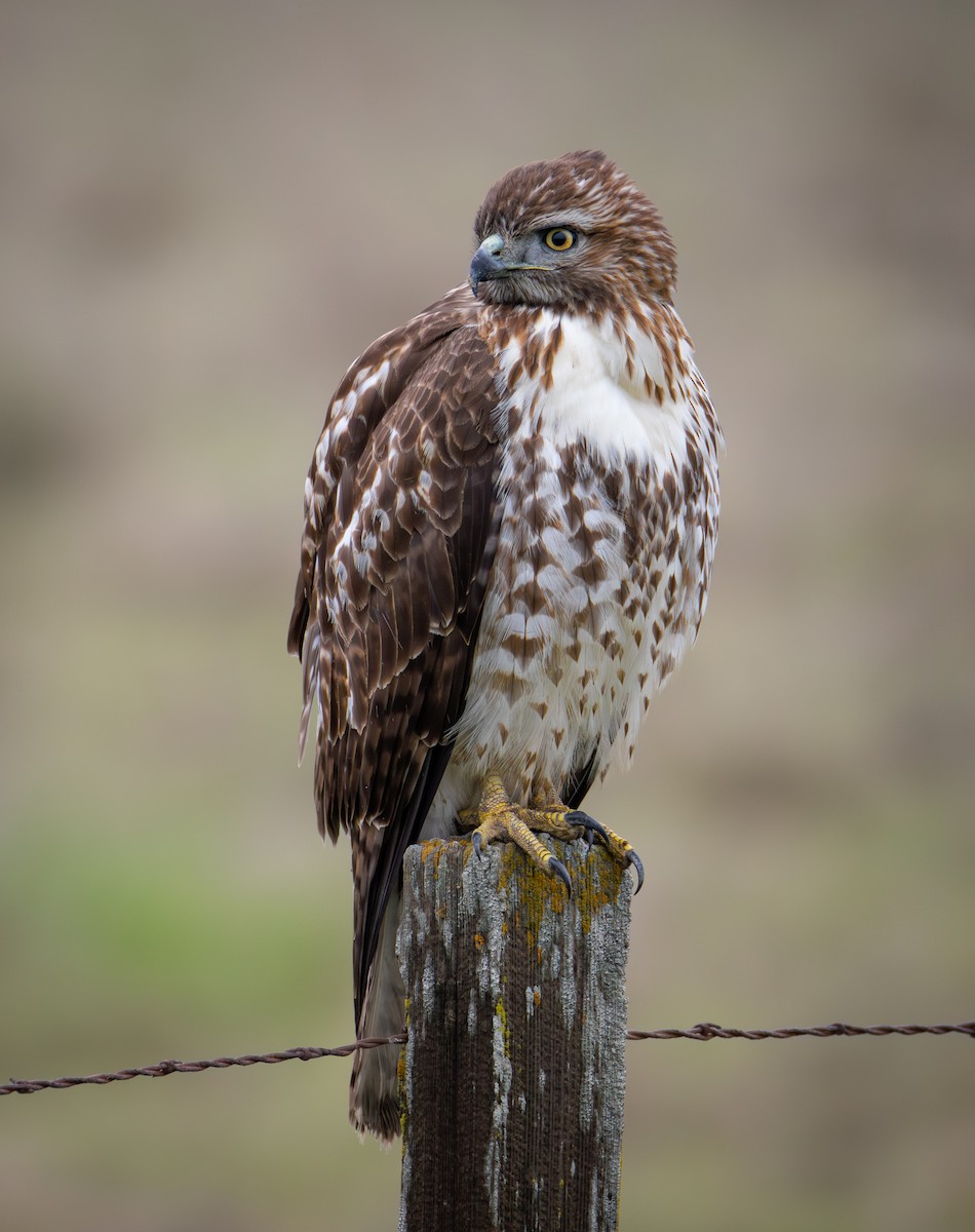 Red-tailed Hawk - ML646550831