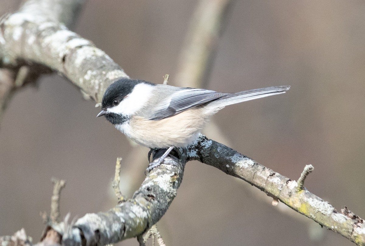 Amerika Baştankarası - ML646550834