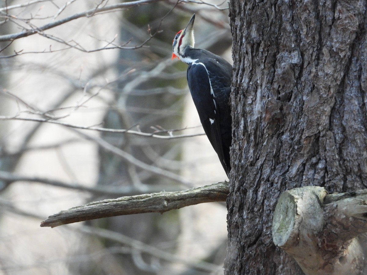 Pileated Woodpecker - ML646550835