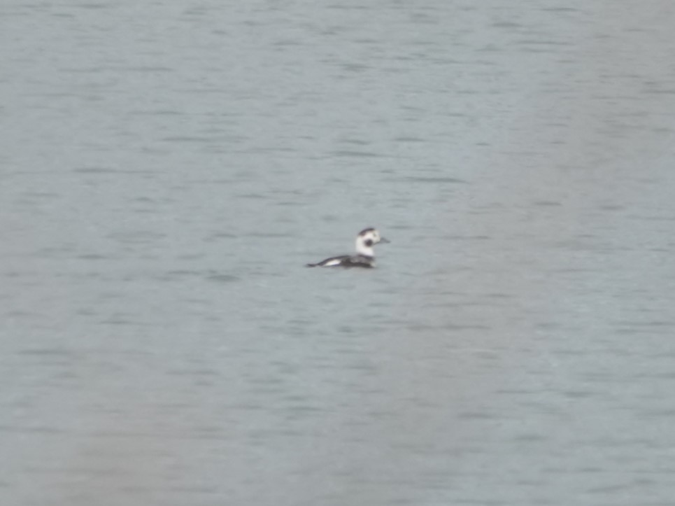 Long-tailed Duck - ML646550836