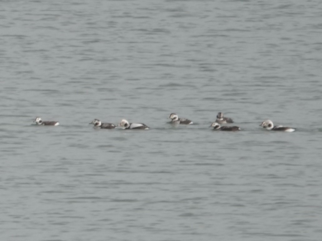 Long-tailed Duck - ML646550837