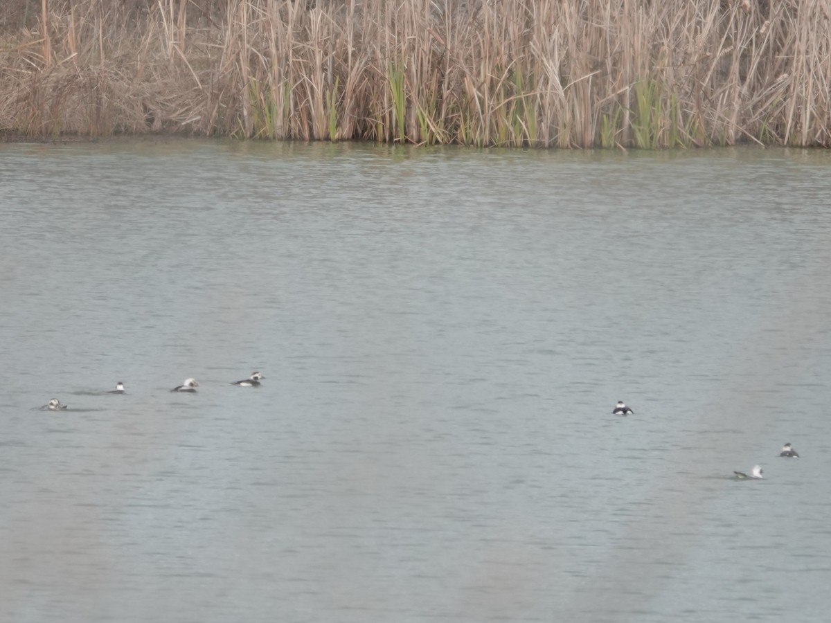 Long-tailed Duck - ML646550838