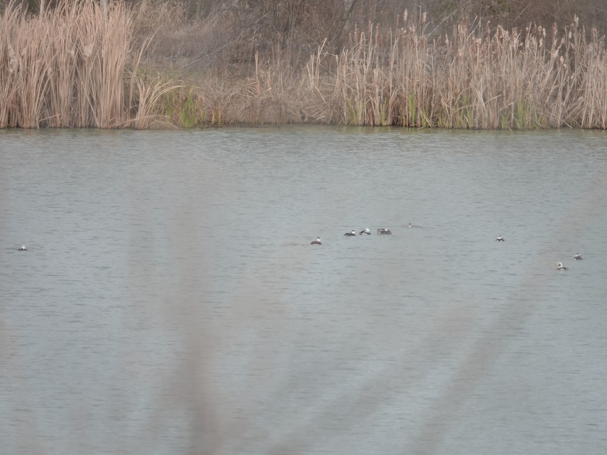 Long-tailed Duck - ML646550839
