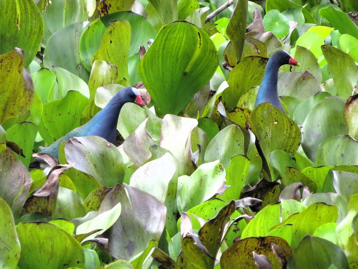 Purple Gallinule - ML646550840