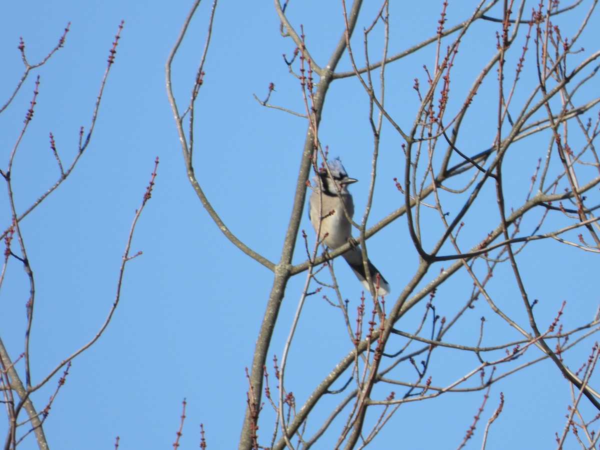 Blue Jay - ML646550842