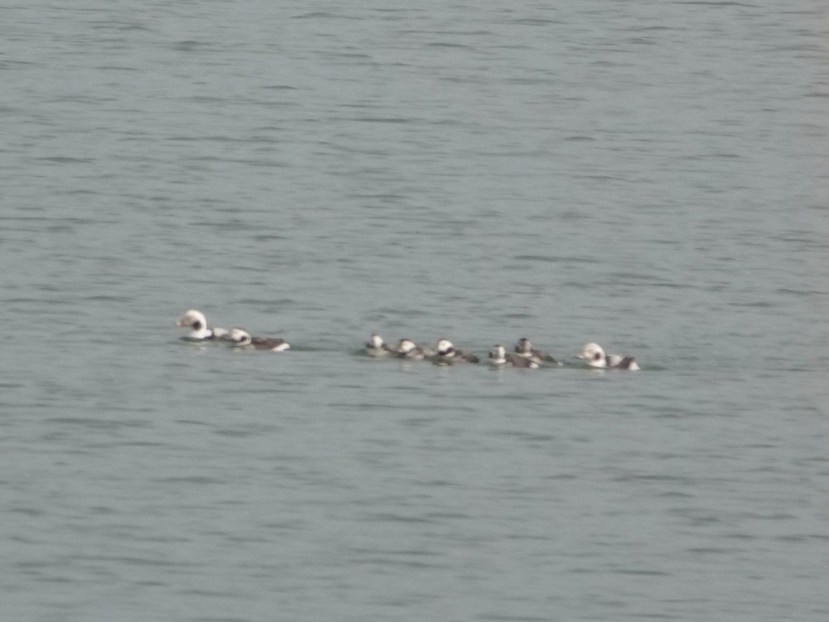 Long-tailed Duck - ML646550845