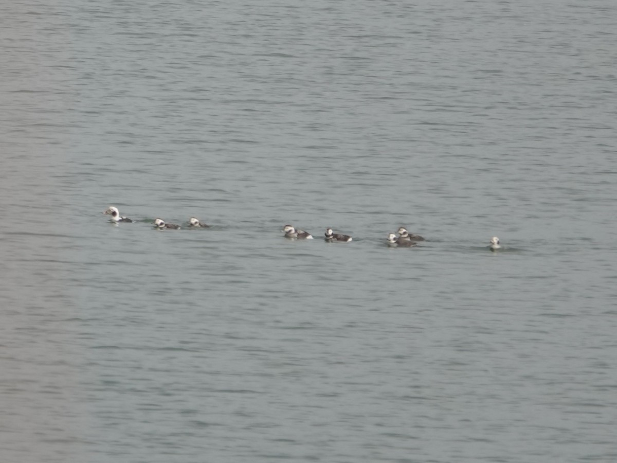Long-tailed Duck - ML646550846