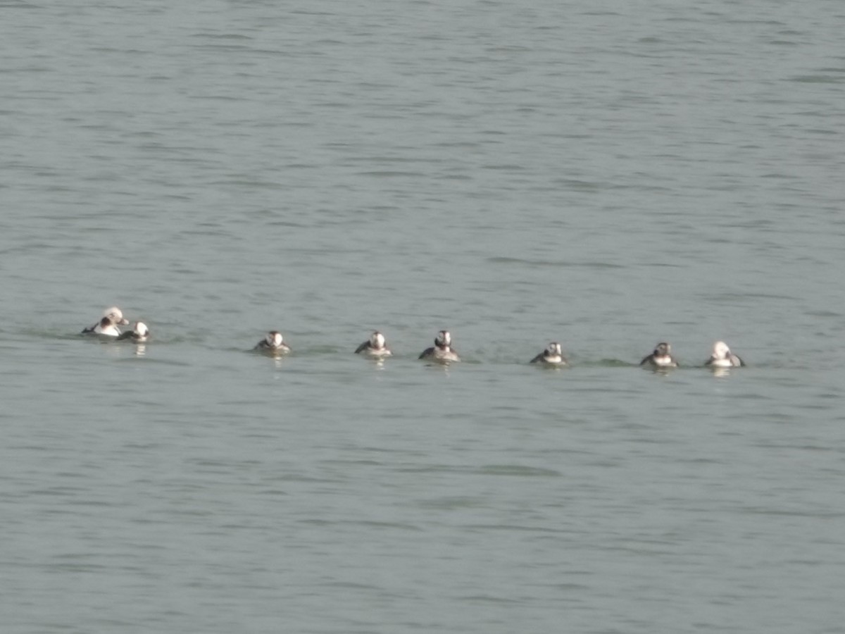 Long-tailed Duck - ML646550847