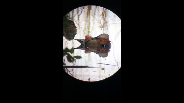 Mandarin Duck - ML646550848