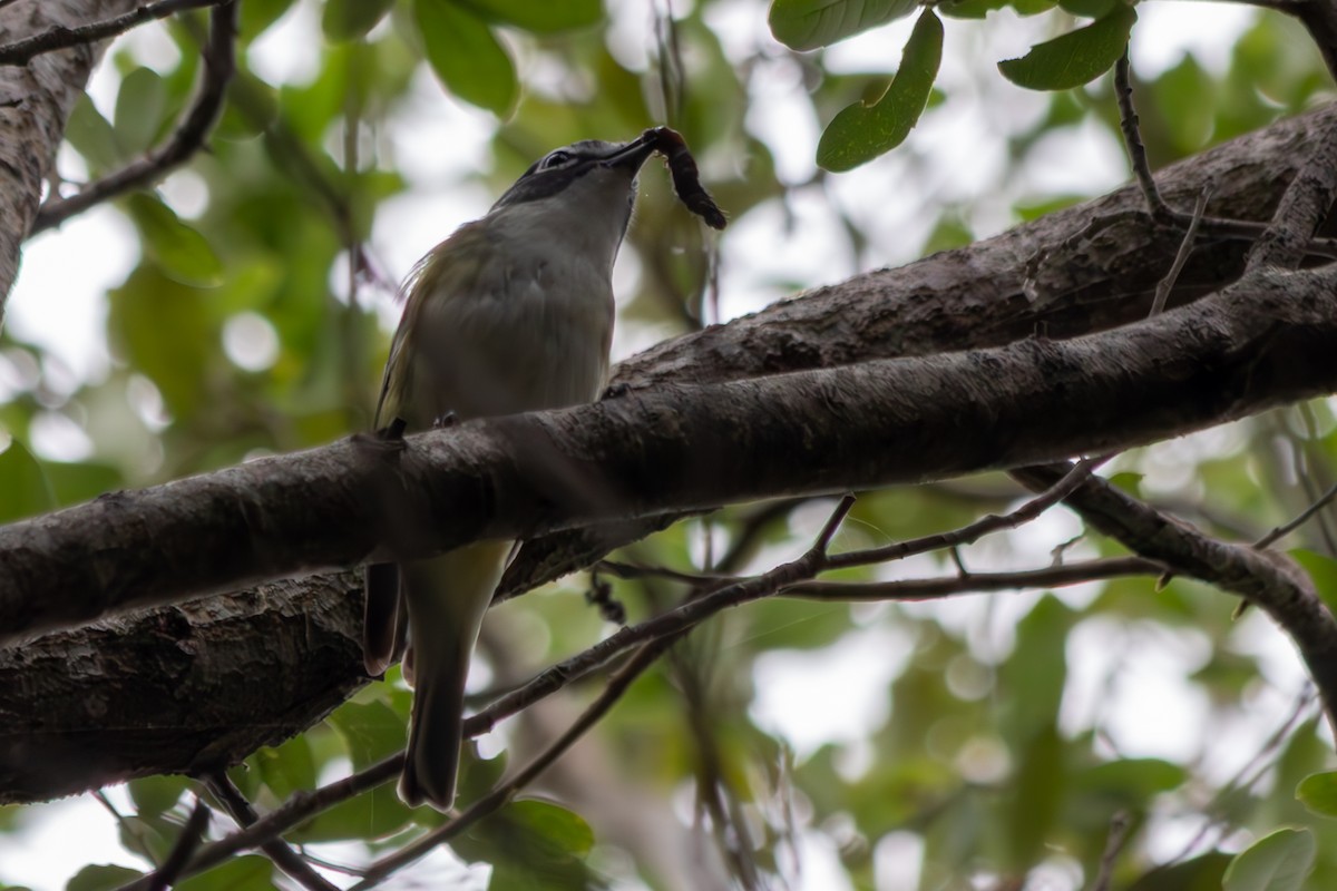 フタスジモズモドキ - ML646550849