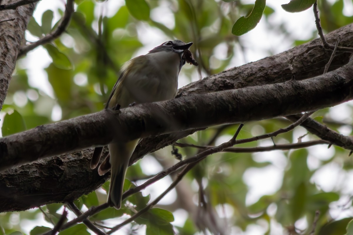 フタスジモズモドキ - ML646550850