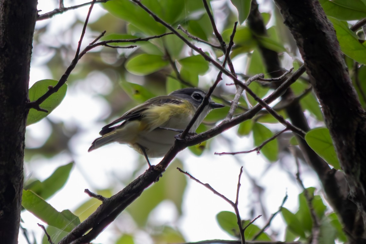 フタスジモズモドキ - ML646550851