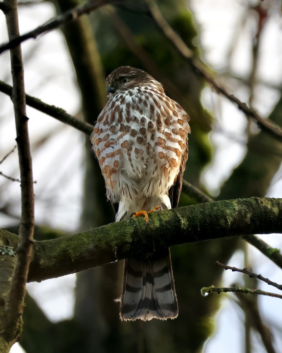 Sharp-shinned Hawk - ML646550854