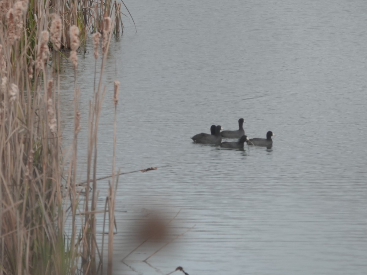 American Coot - ML646550859